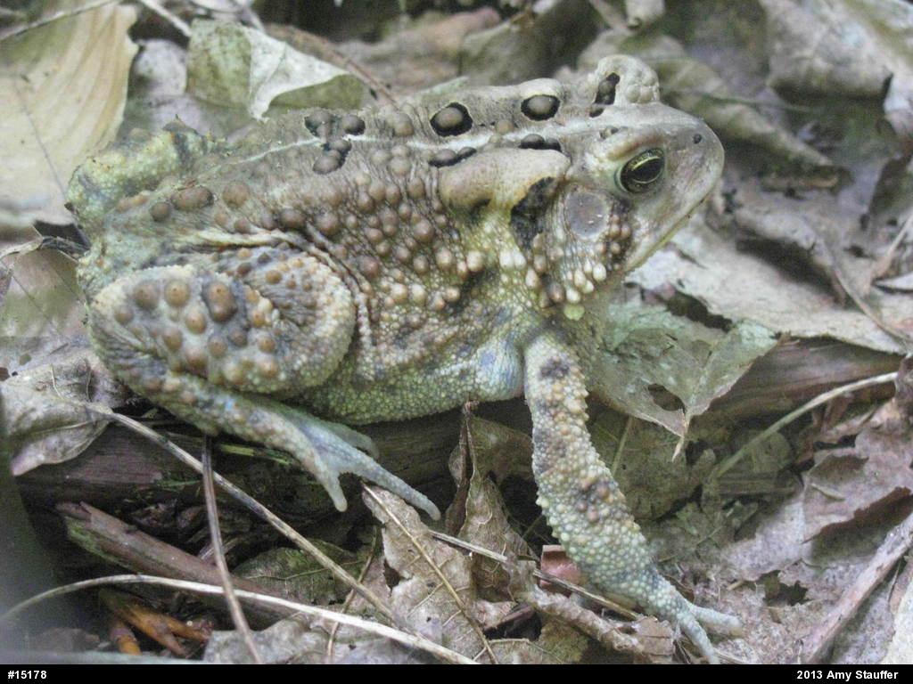 Eastern American Toad