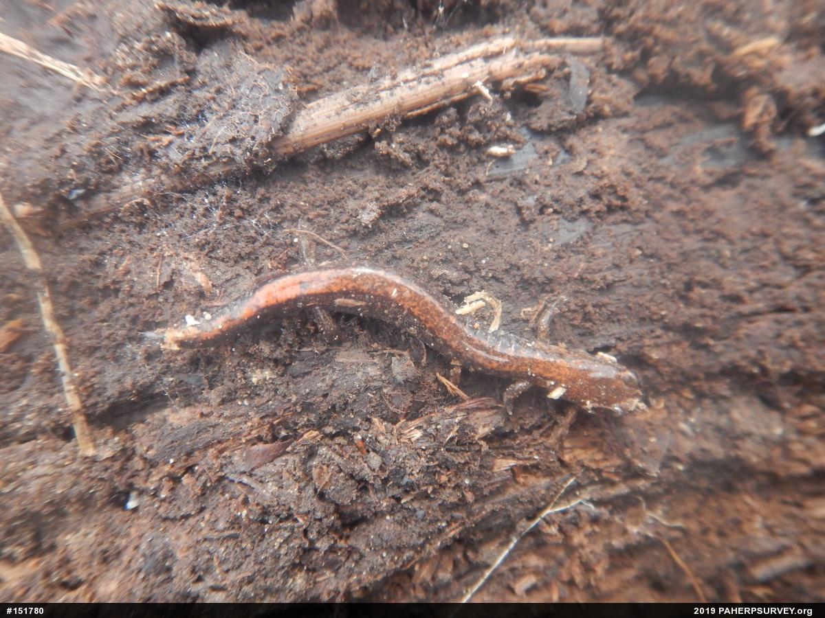Eastern Red-backed  Salamander