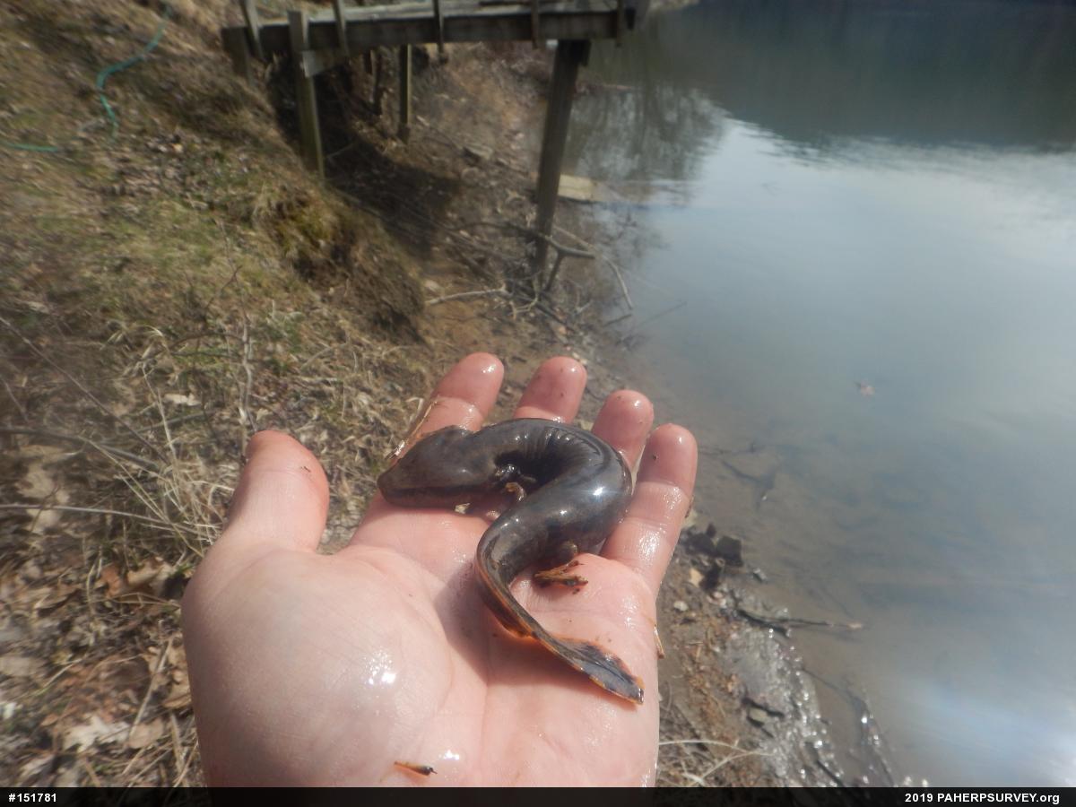 Common Mudpuppy
