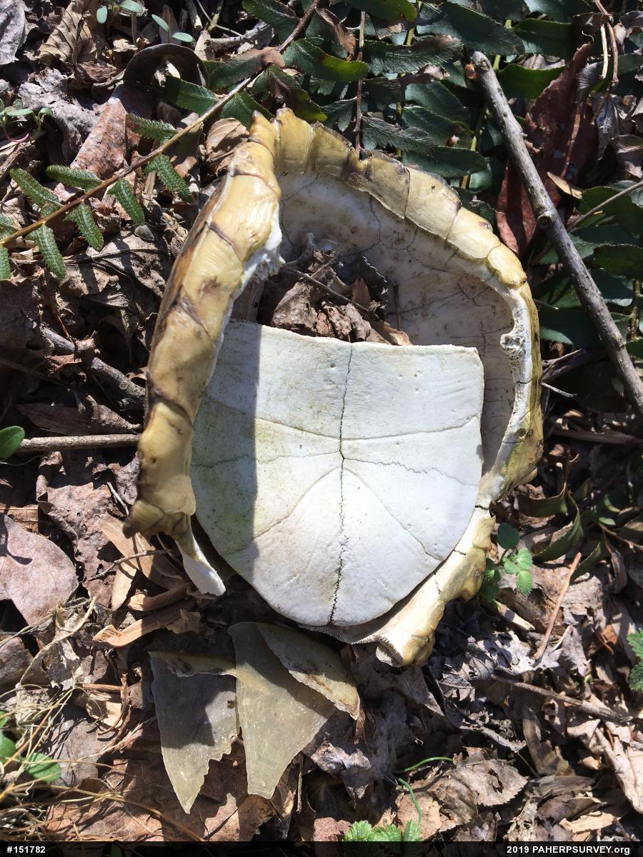 Eastern Box Turtle