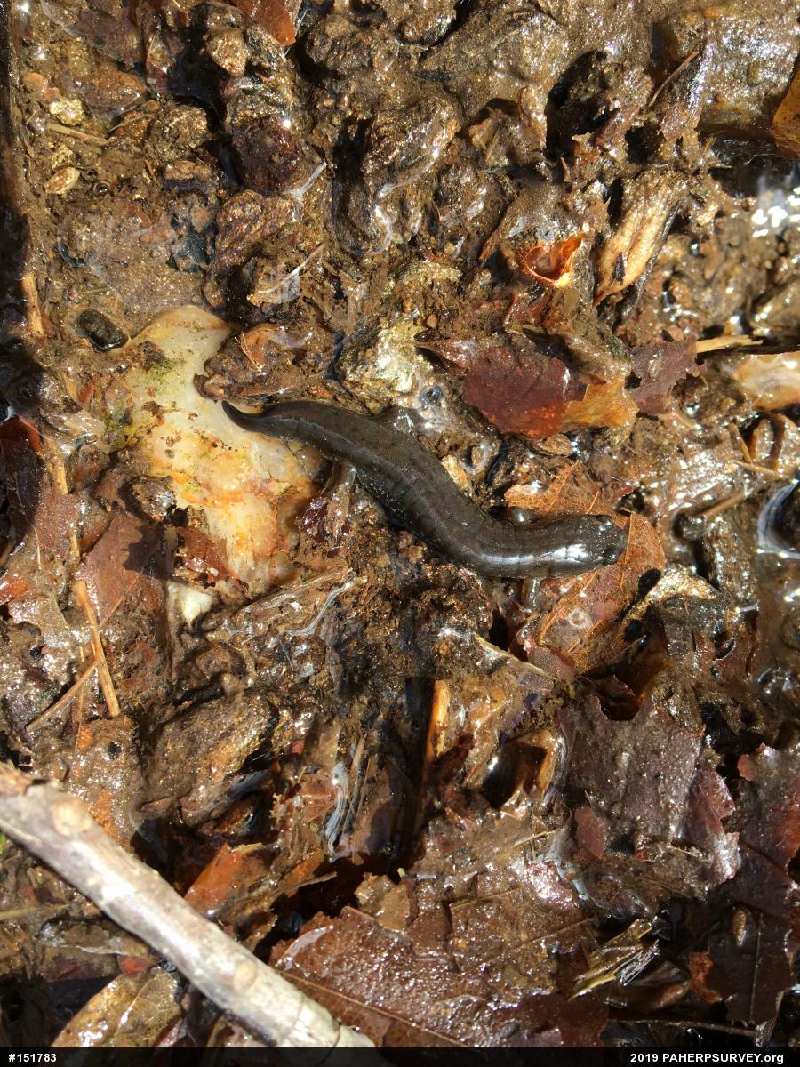 Northern Dusky Salamander