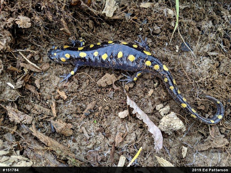 Spotted Salamander