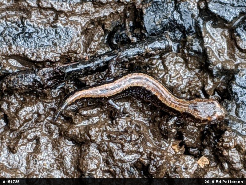 Allegheny Mountain Dusky Salamander