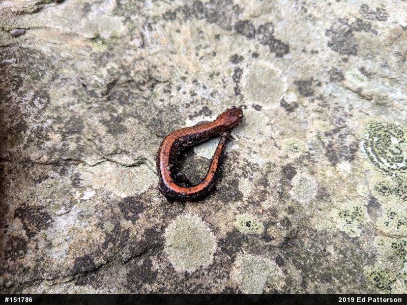 Eastern Red-backed  Salamander