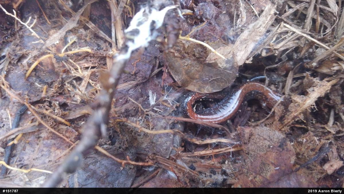 Eastern Red-backed  Salamander