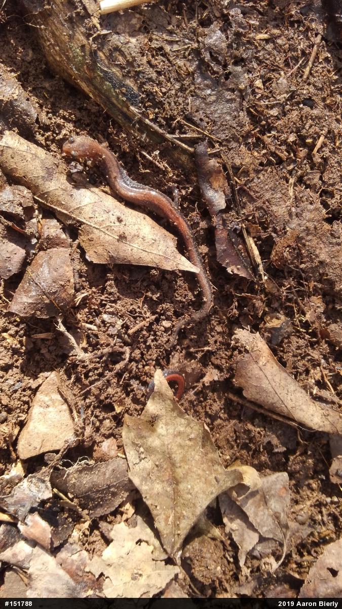 Eastern Red-backed  Salamander