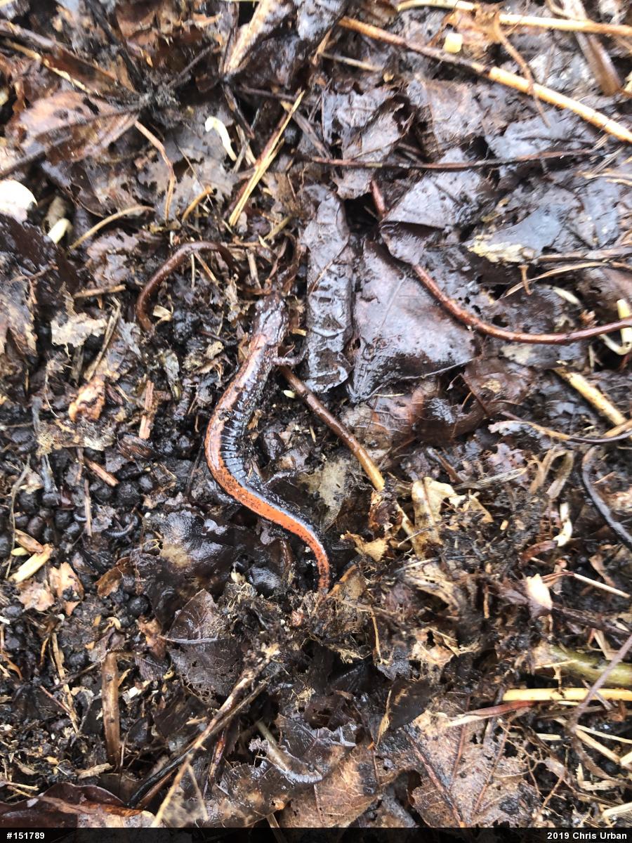 Eastern Red-backed  Salamander