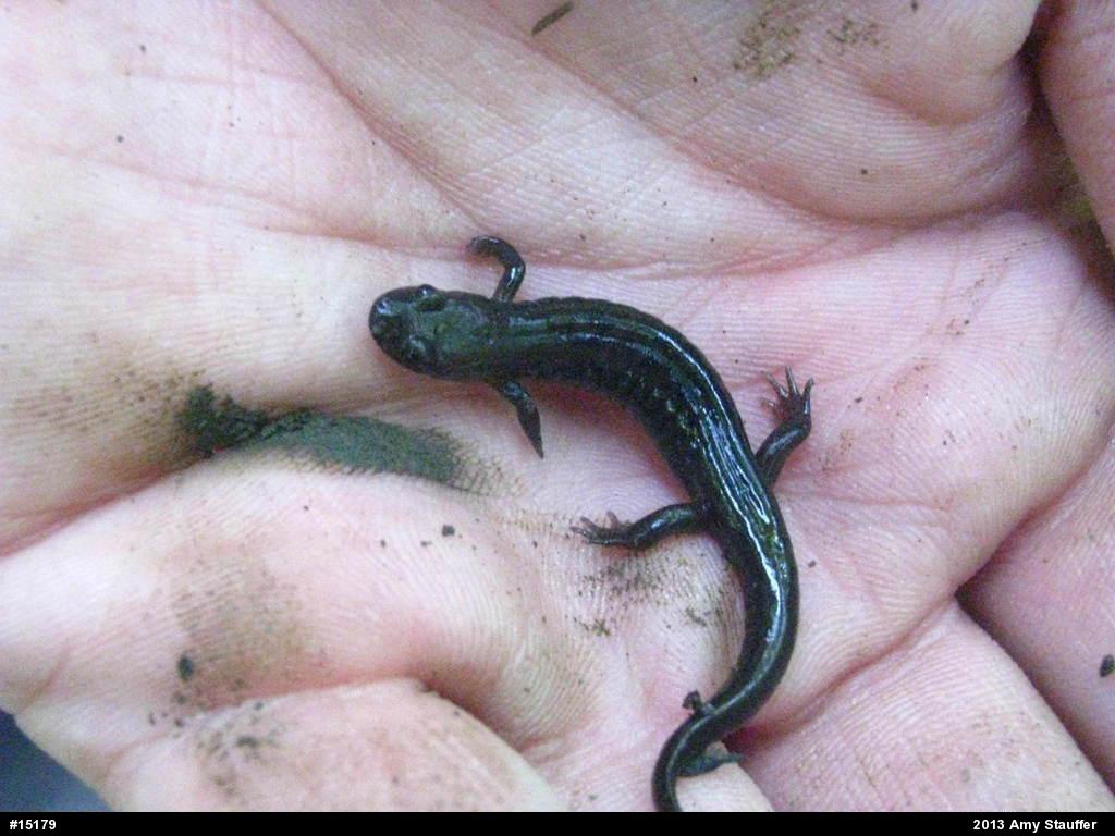Allegheny Mountain Dusky Salamander