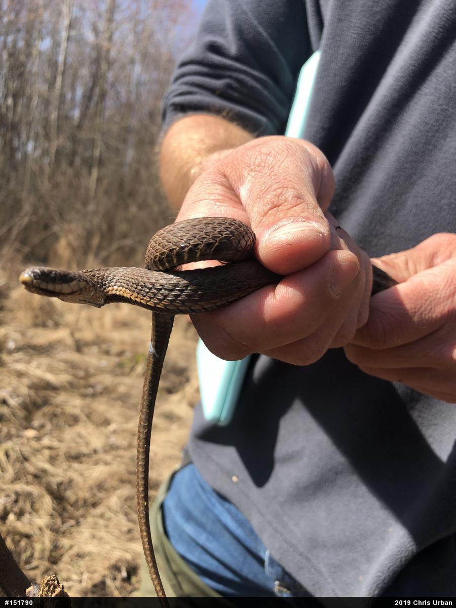 Queensnake