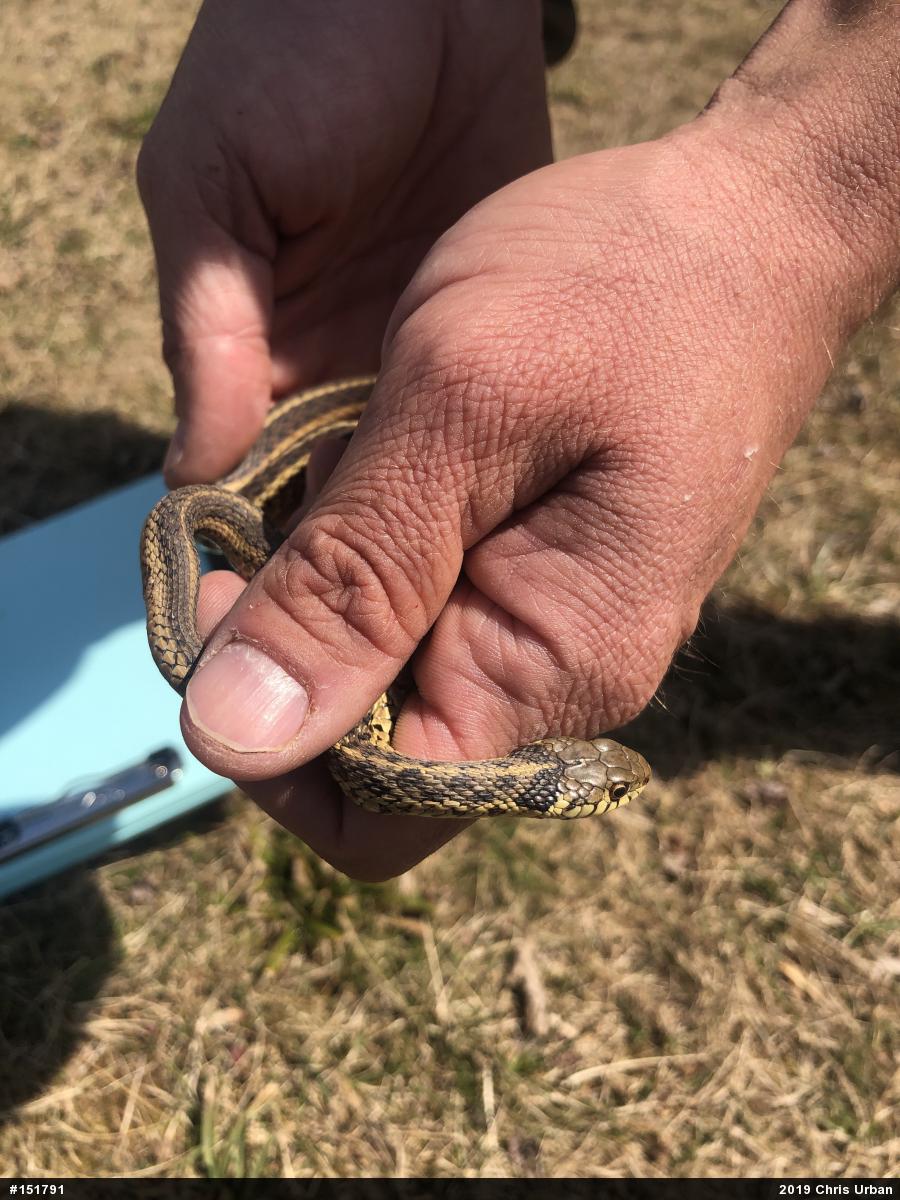 Eastern Gartersnake