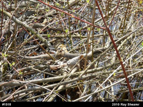 Northern Watersnake