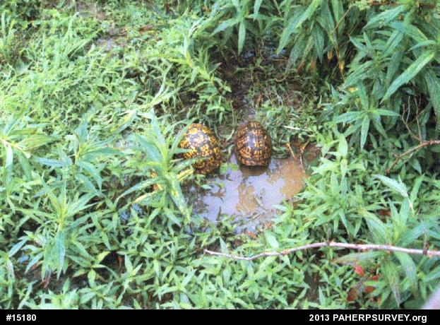 Eastern Box Turtle