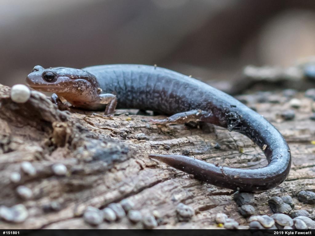 Eastern Red-backed  Salamander