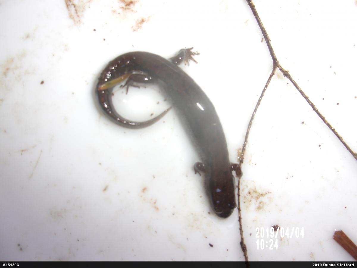 Northern Dusky Salamander