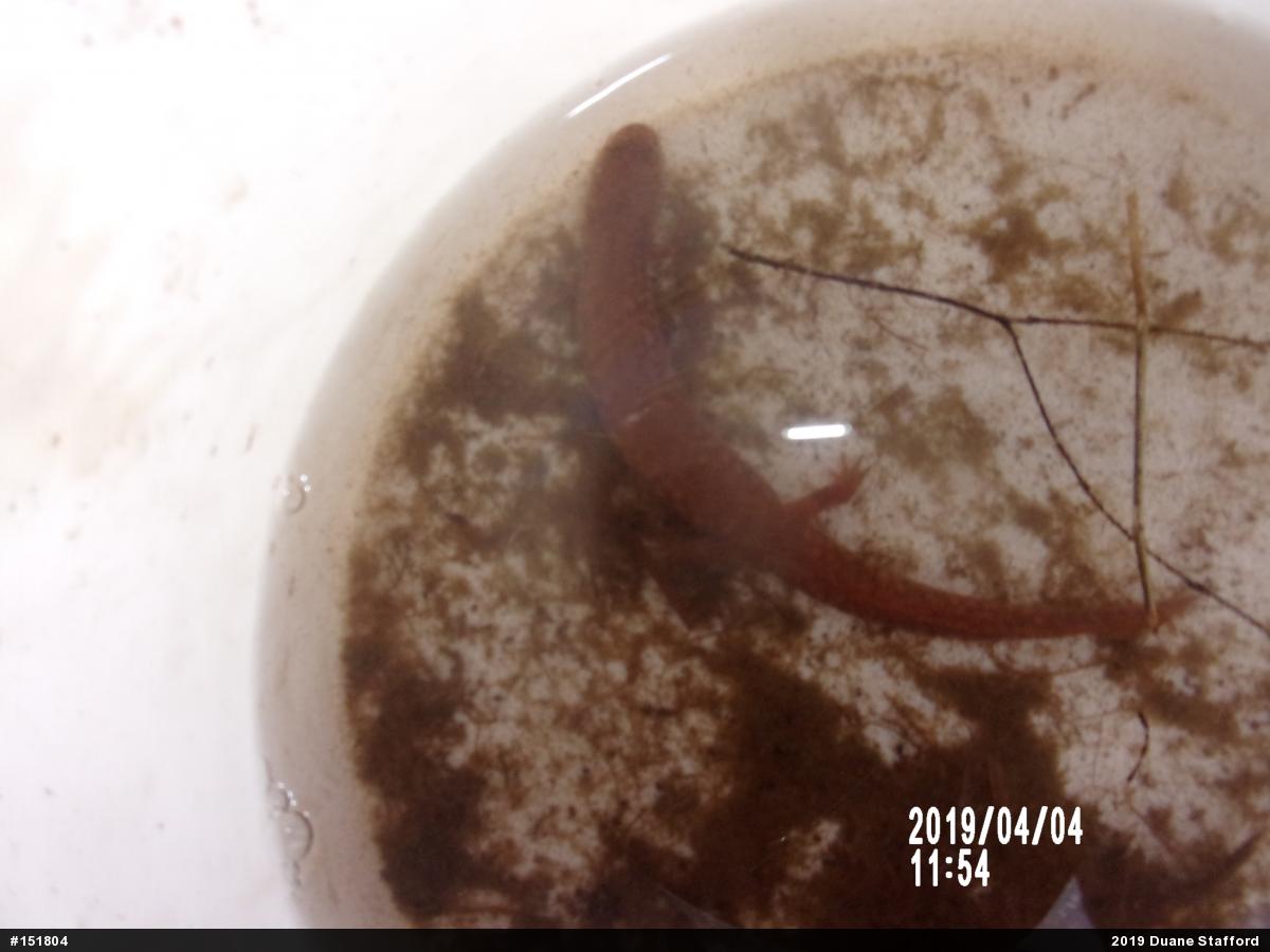 Northern Spring Salamander