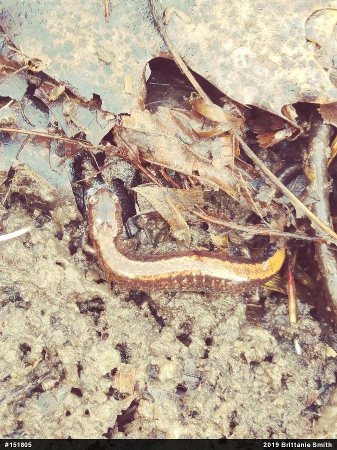 Eastern Red-backed  Salamander