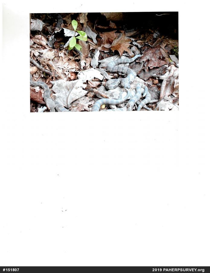 Timber Rattlesnake