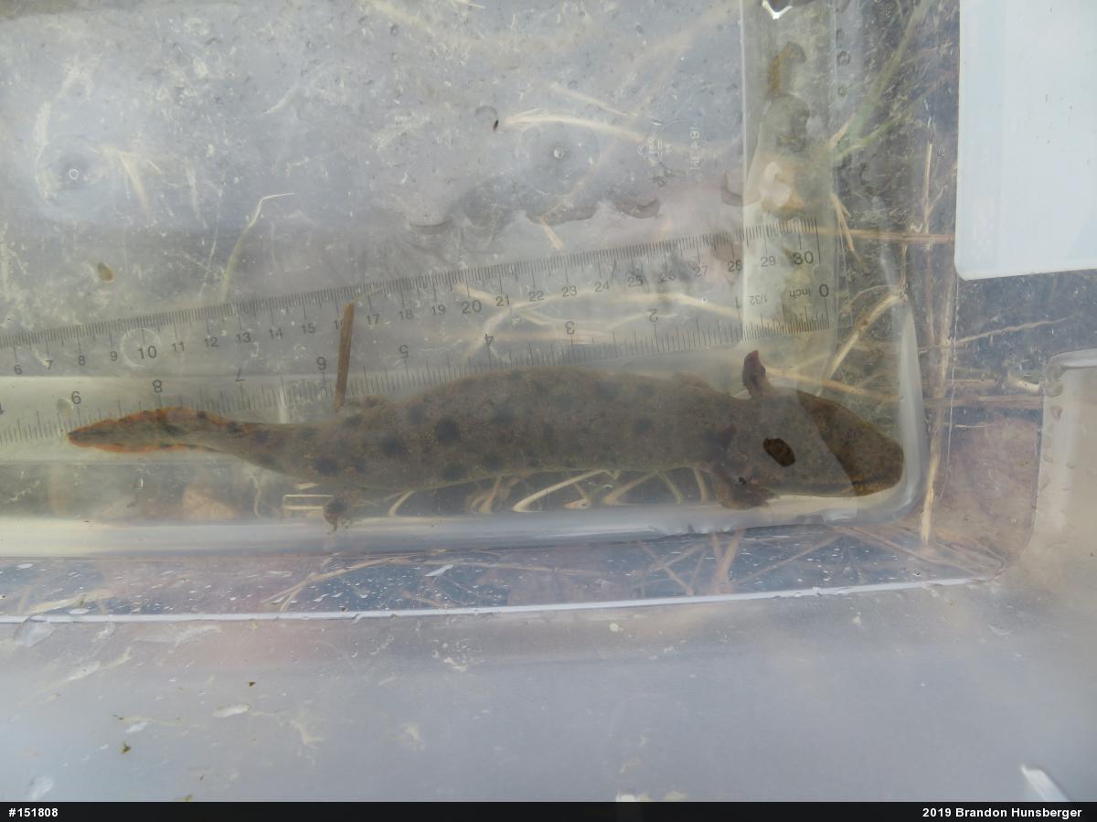 Common Mudpuppy