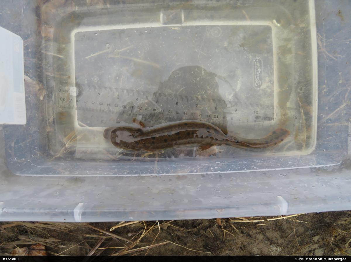 Common Mudpuppy