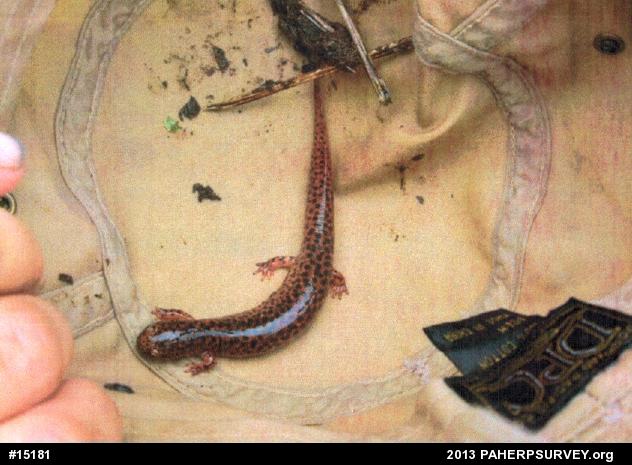 Northern Red Salamander