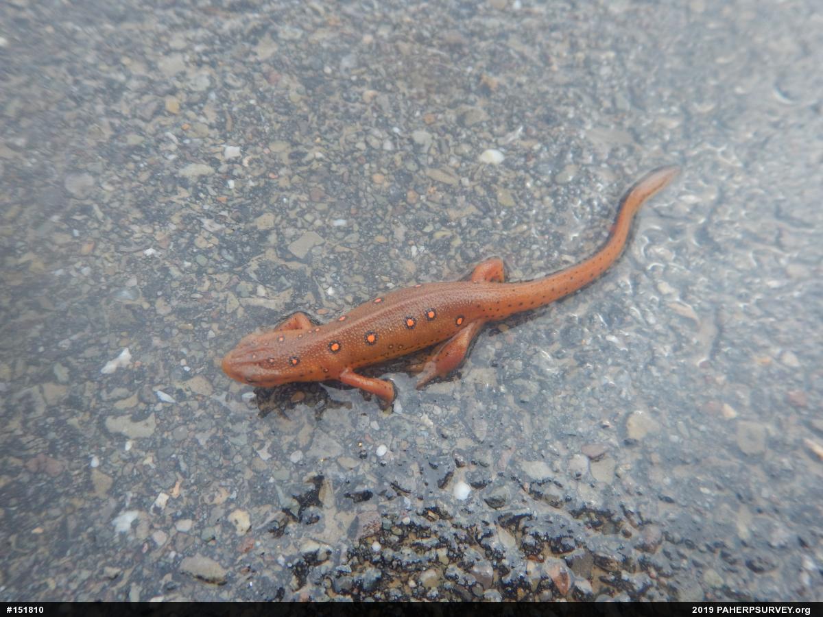 Red-spotted Newt