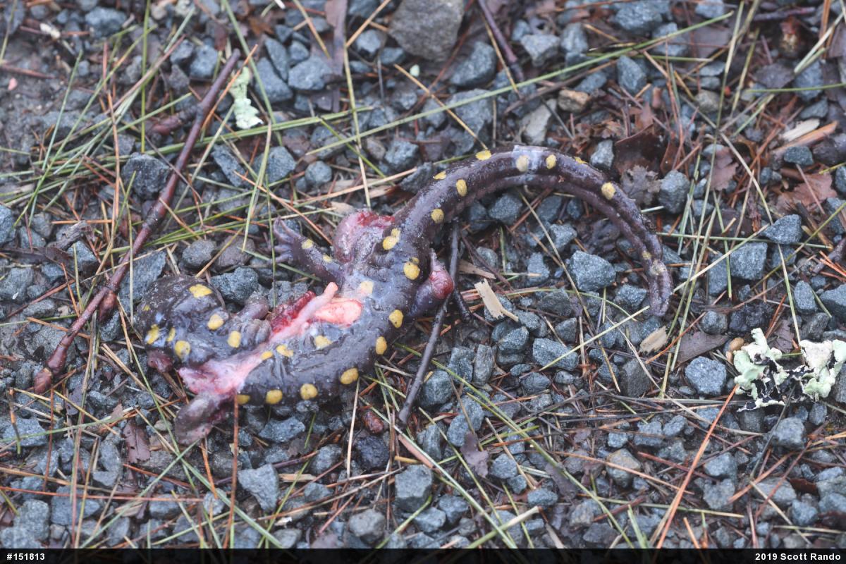Spotted Salamander