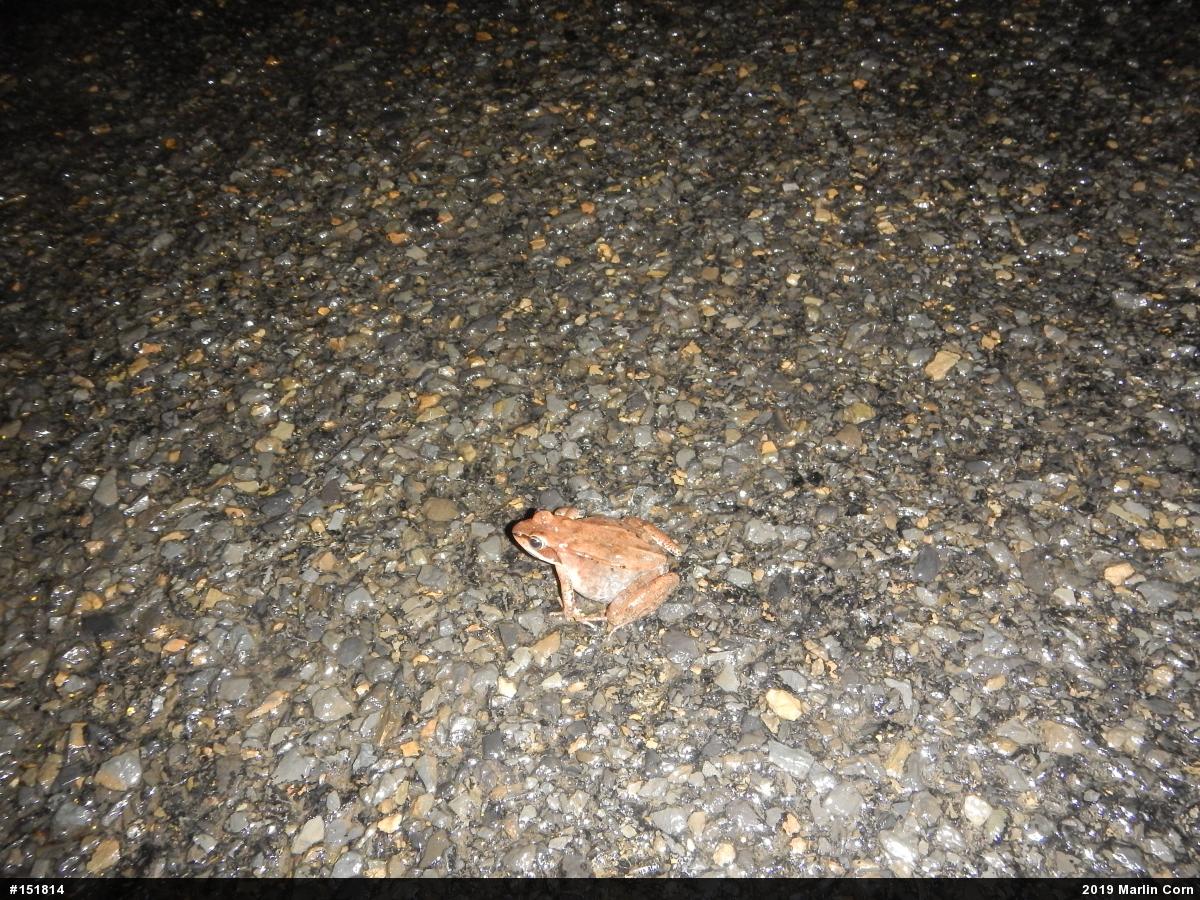 Wood Frog