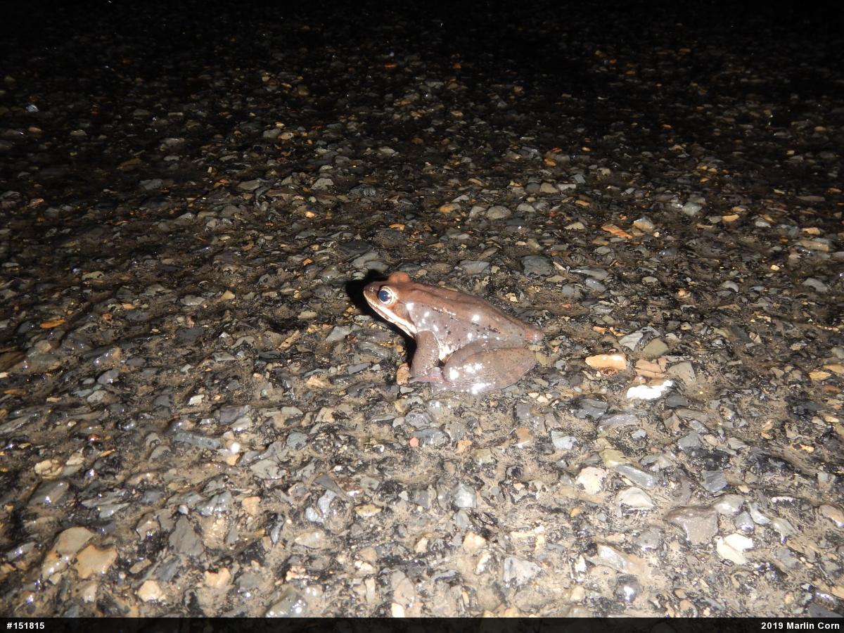 Wood Frog