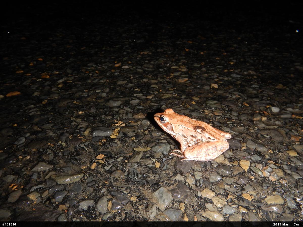 Wood Frog