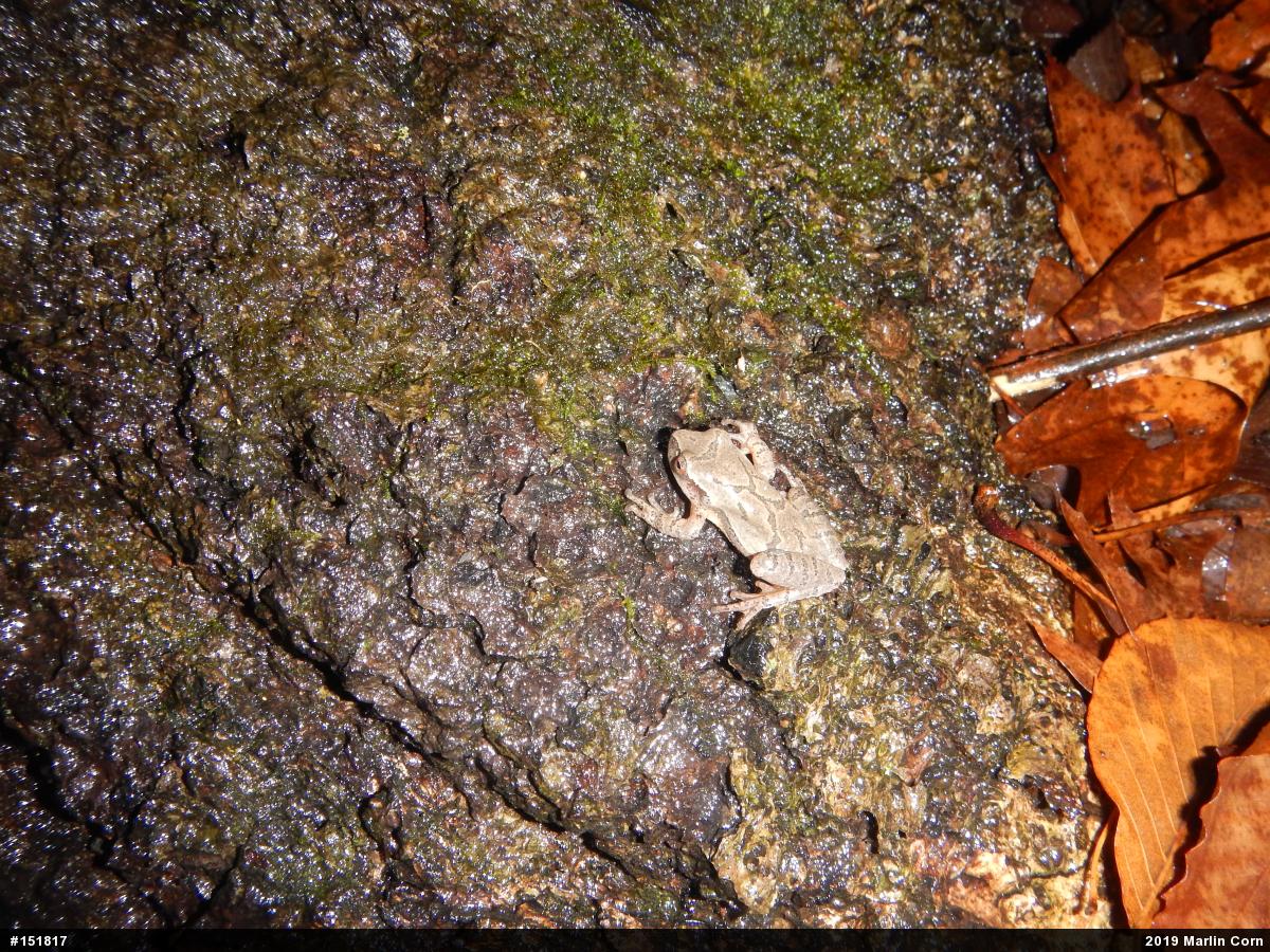 Spring Peeper