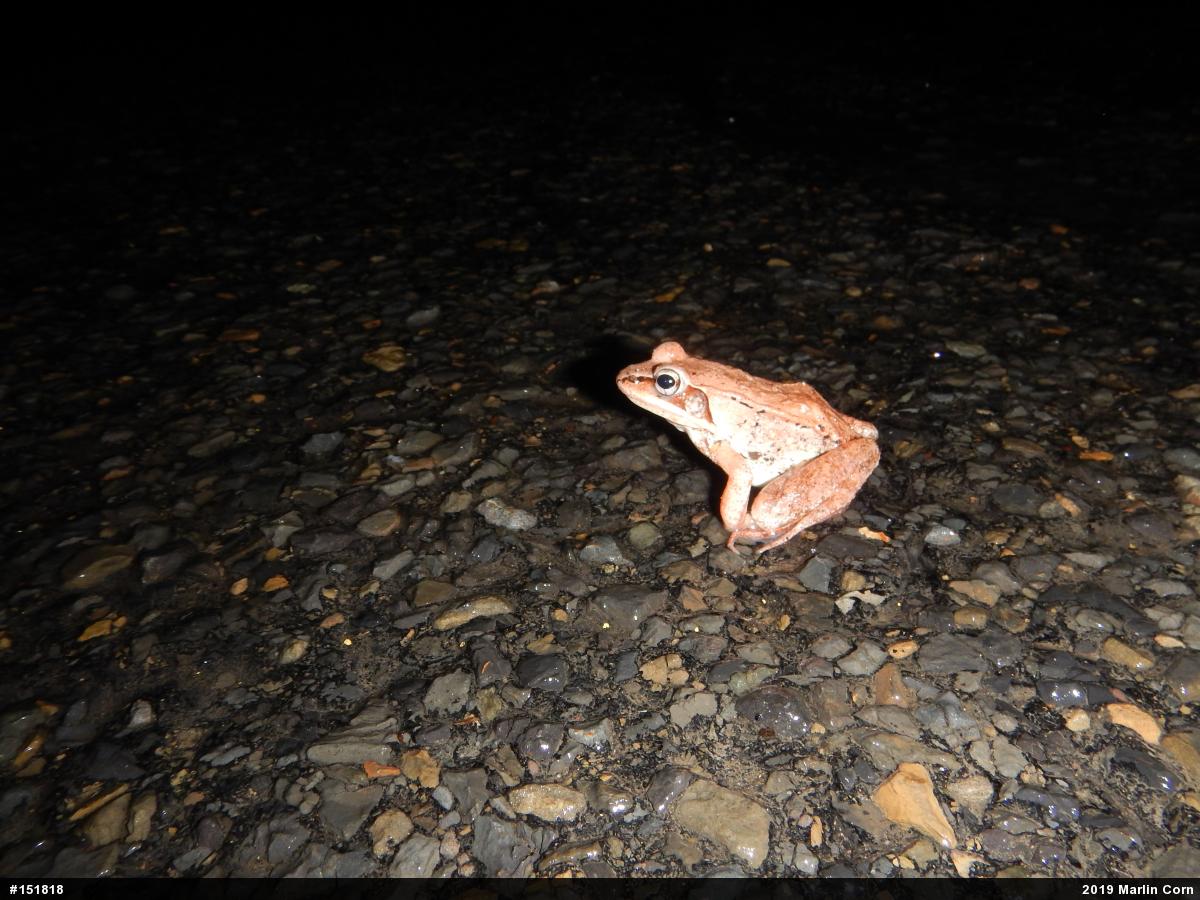 Wood Frog