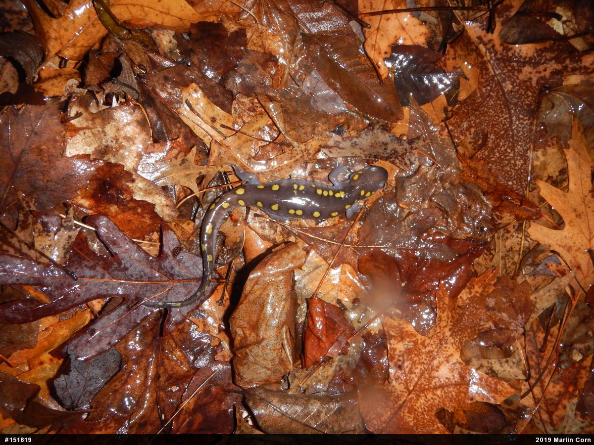 Spotted Salamander