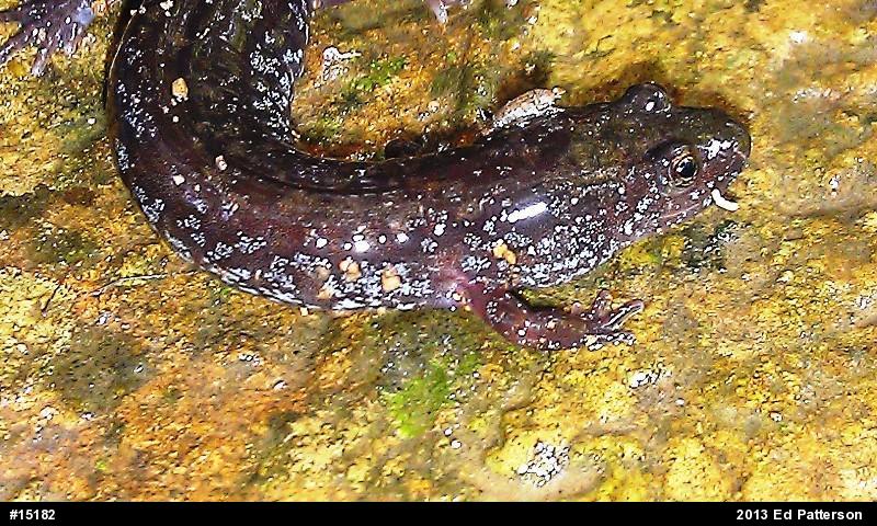 Northern Dusky Salamander