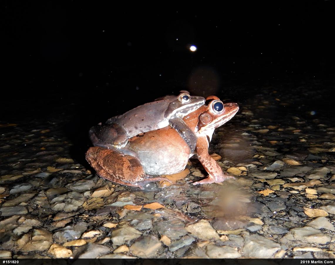 Wood Frog