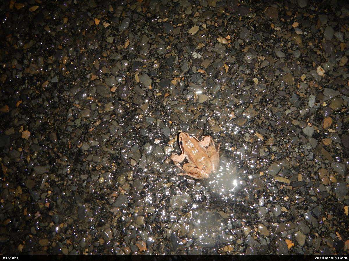 Wood Frog