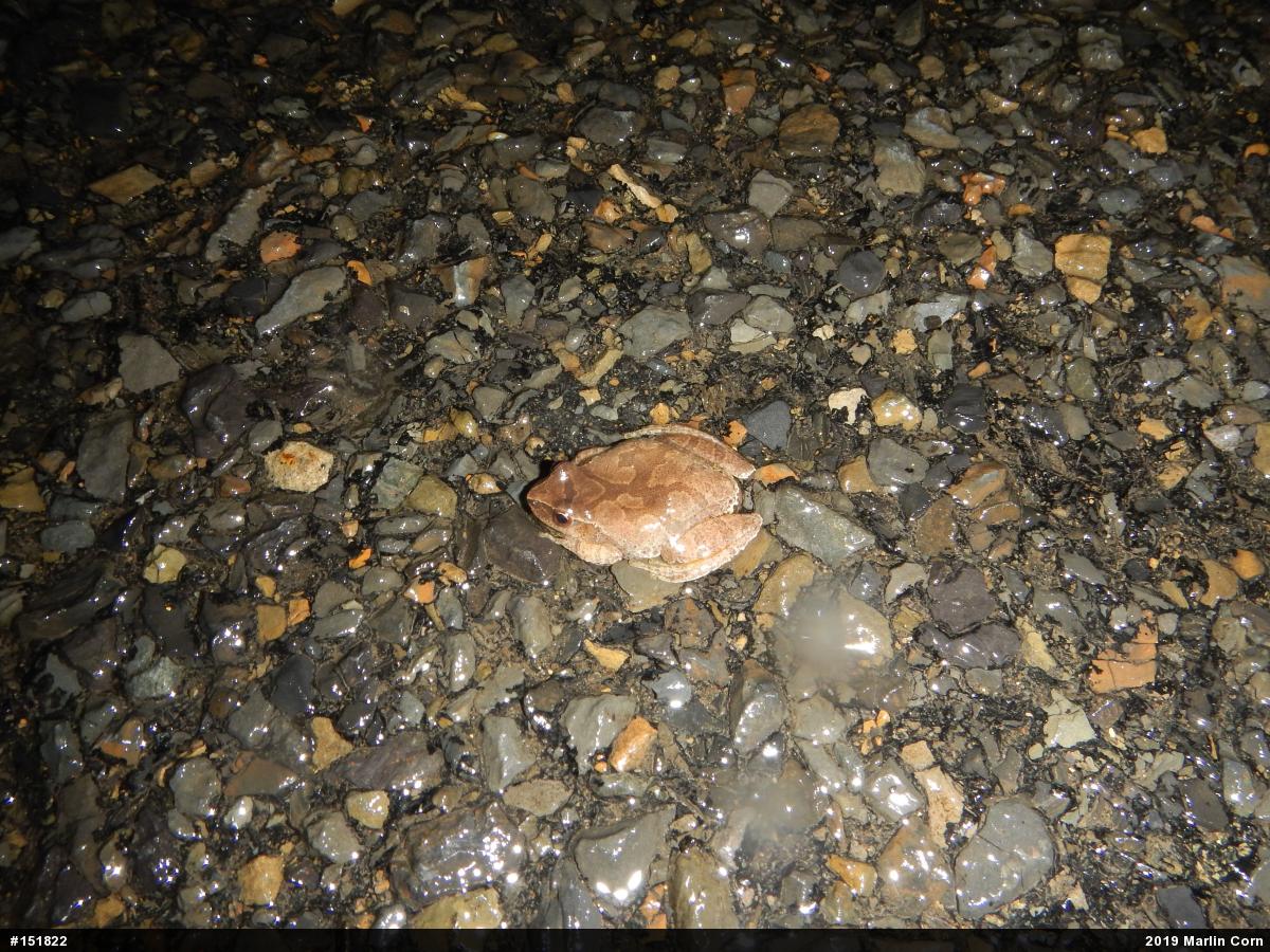 Spring Peeper