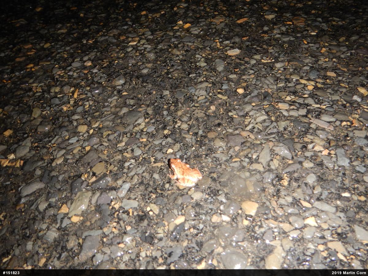 Spring Peeper