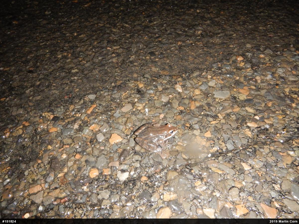 Wood Frog
