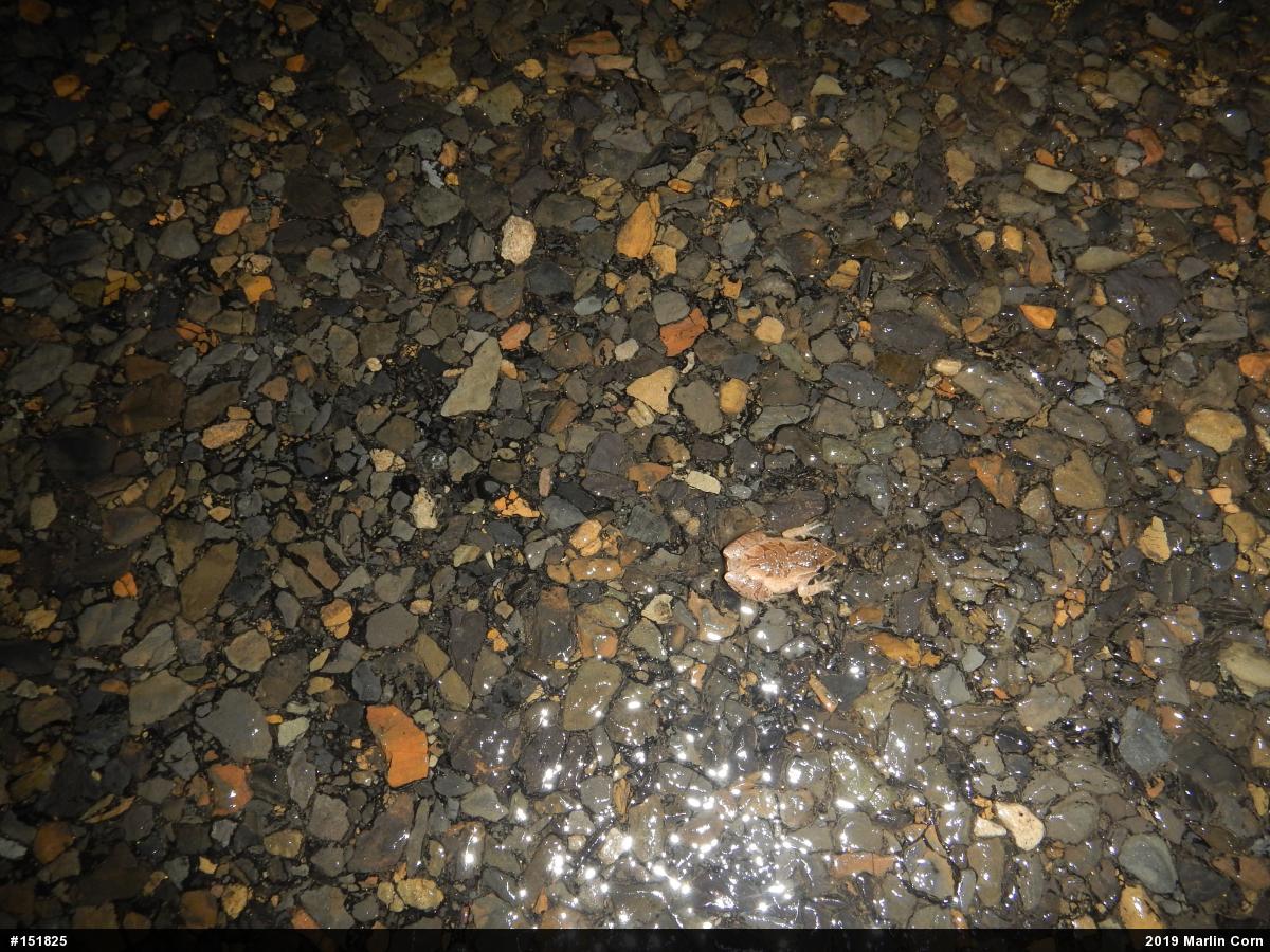 Spring Peeper