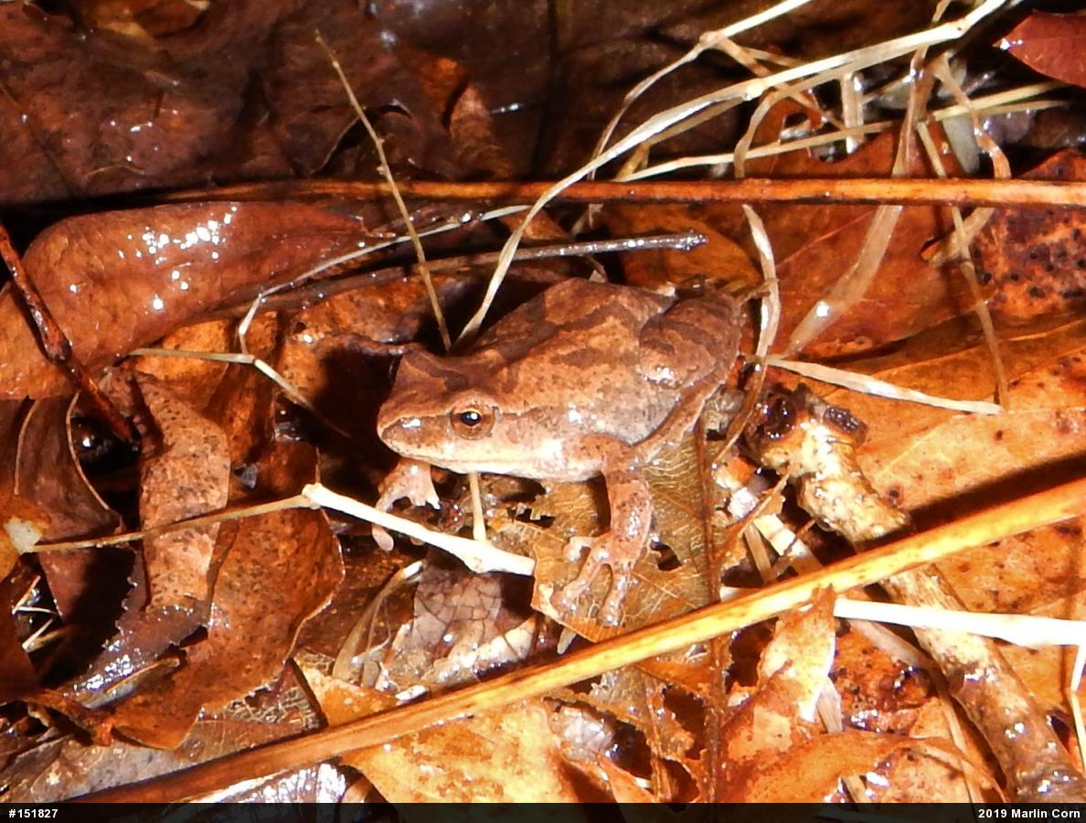 Spring Peeper