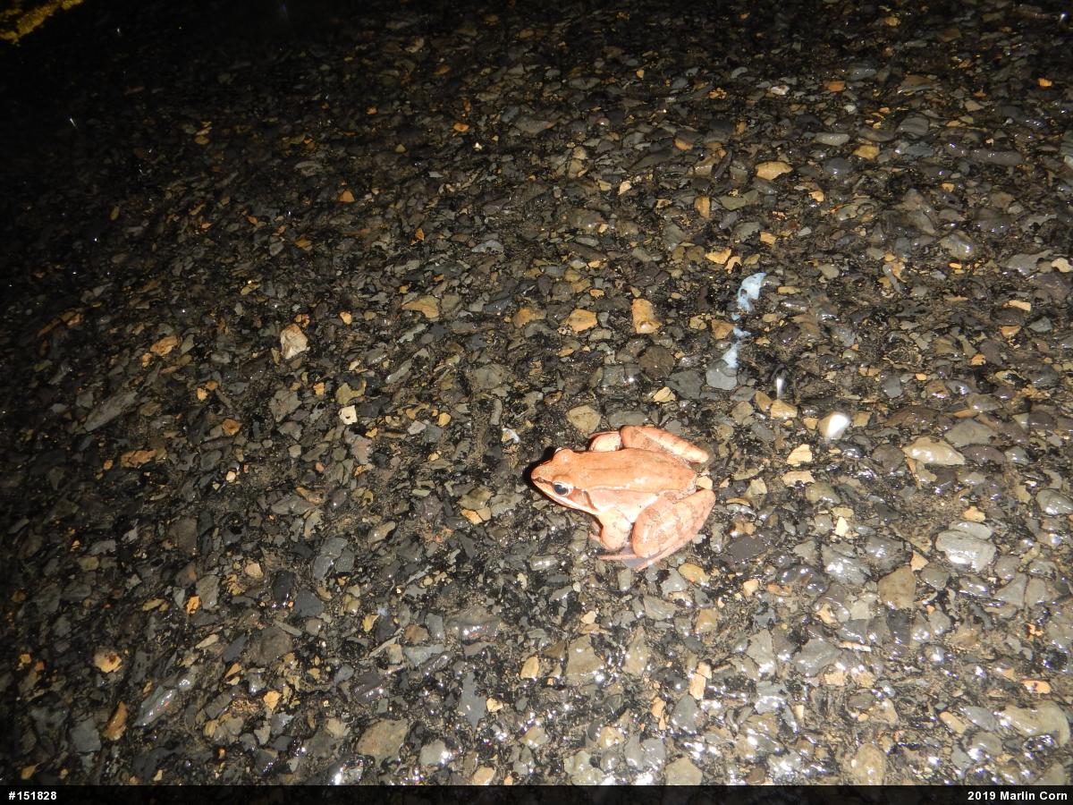 Wood Frog