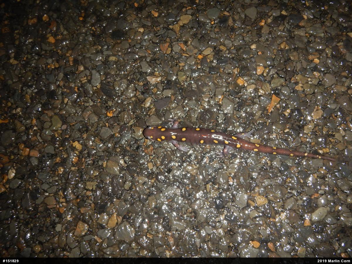 Spotted Salamander