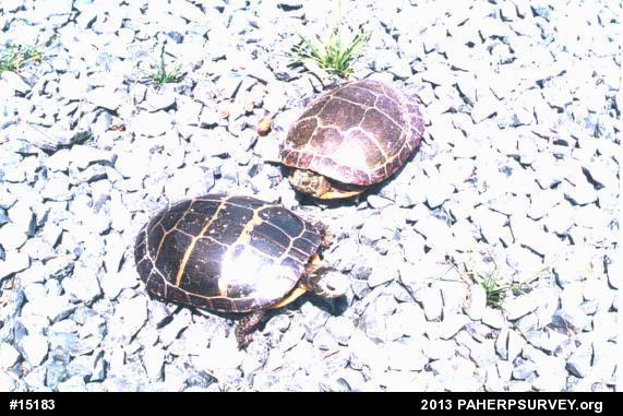 Eastern Painted Turtle