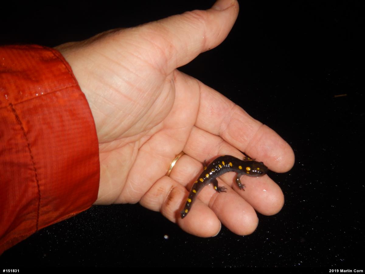 Spotted Salamander