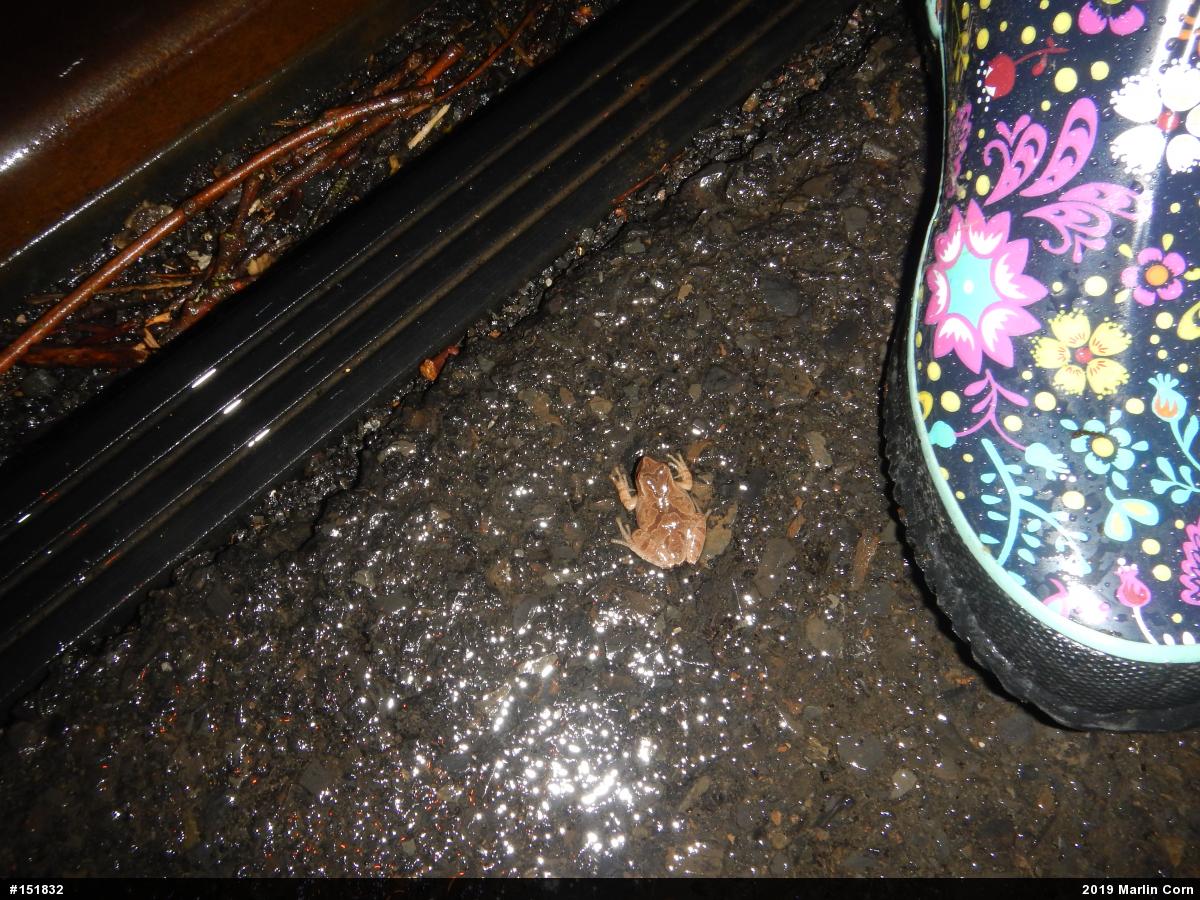 Spring Peeper