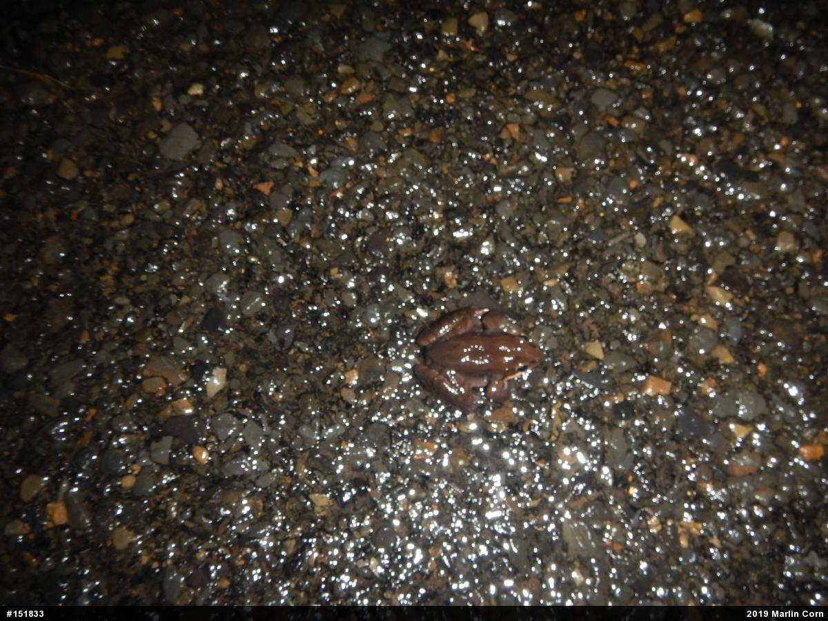 Wood Frog