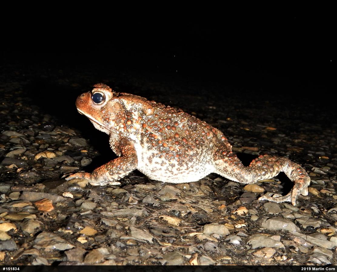 Eastern American Toad