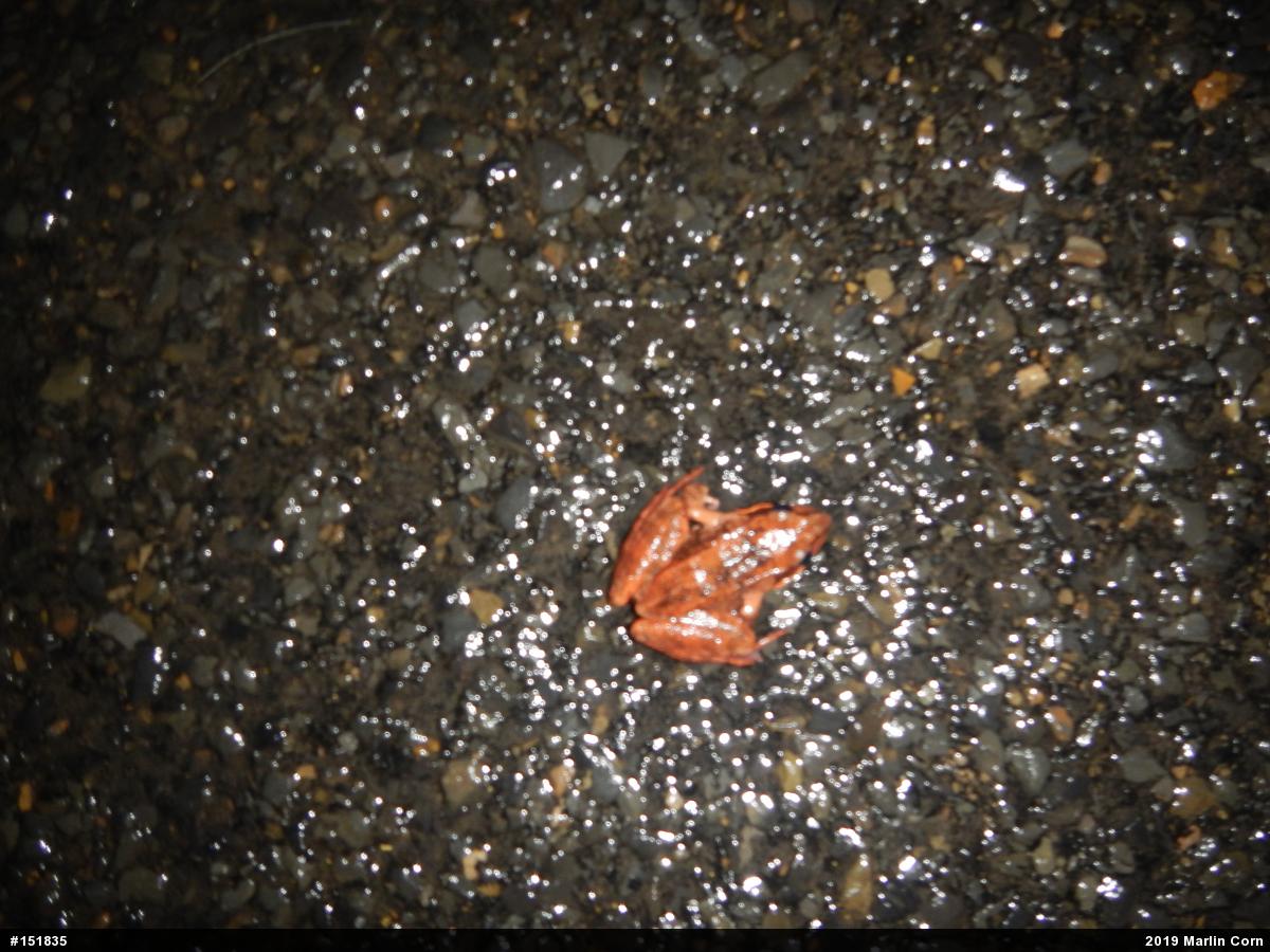 Wood Frog