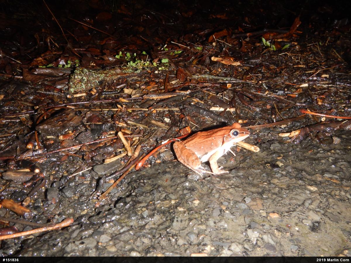 Wood Frog