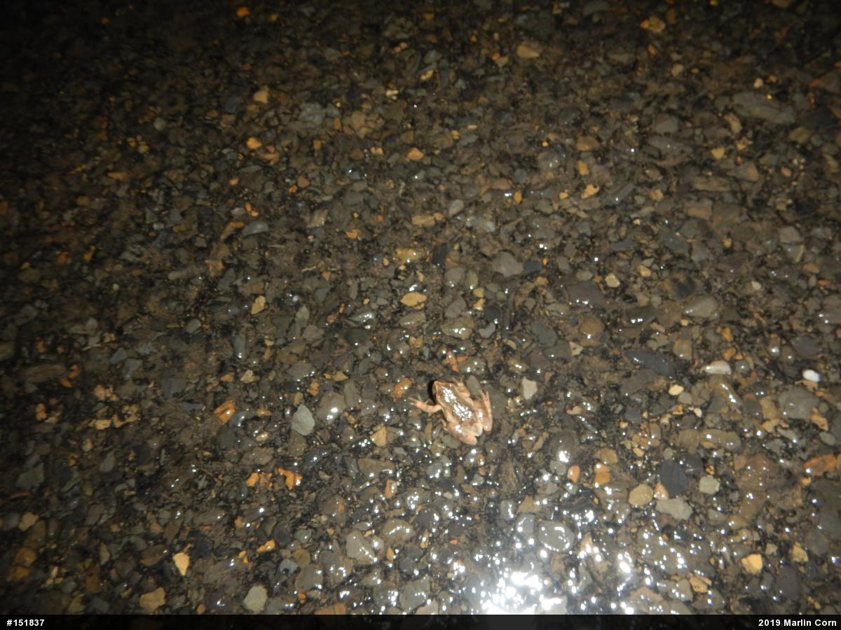Spring Peeper